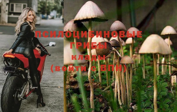 прущие грибы Абдулино